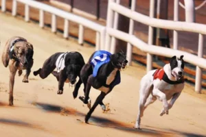 Bí Kíp Chơi Game Nhanh Đua Chó Tại SV368 Luôn Thắng