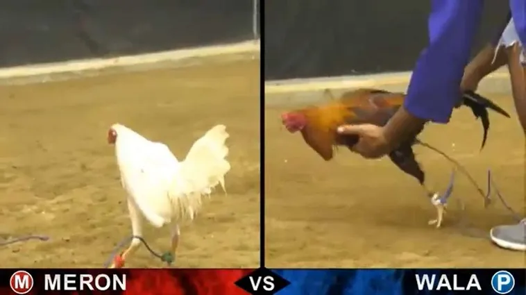 Hướng Dẫn Cách Chơi Đá Gà Sabong Tại SV368 Từ A Đến Z Cho Kê Thủ